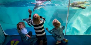 National Sea Life Centre Entrance Ticket