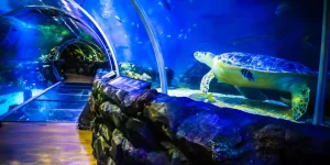National Sea Life Centre Entrance Ticket